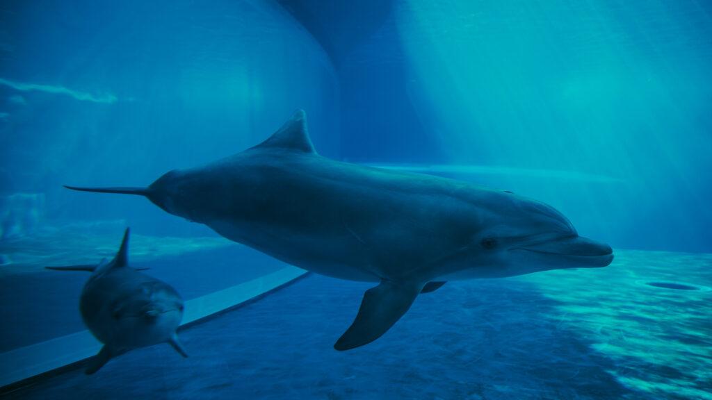 Dubai Dolphinarium