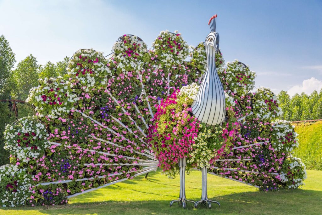 Paon Fleuri au Dubaï Miracle Garden 